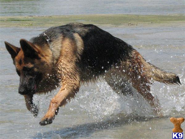 German Shepherd Puppies